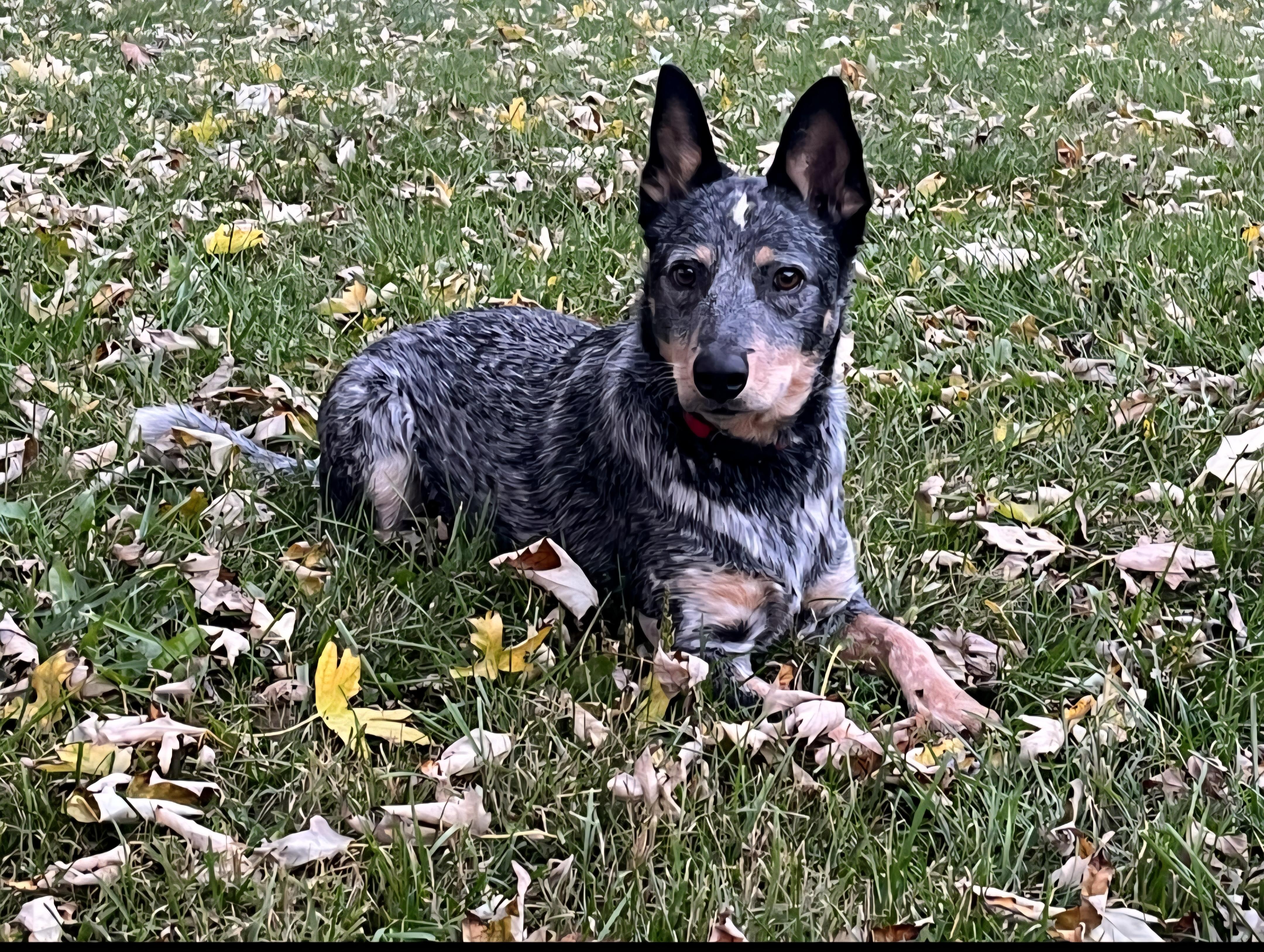 Enlarge Indy, a Adopted Australian Cattle Dog / Blue Heeler in merrillville, IN image 4/4