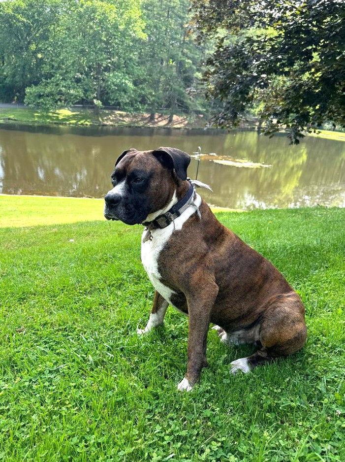 Xeus/Zeus, a Adopted Boxer in Evans, WV image 2/3