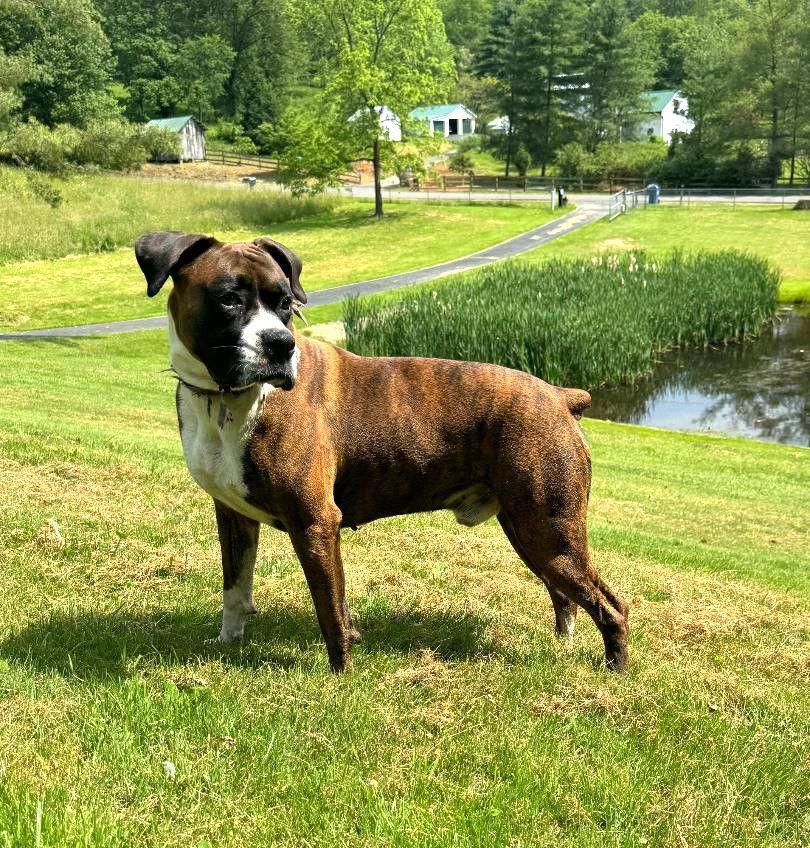 Xeus/Zeus, a Adopted Boxer in Evans, WV image 3/3