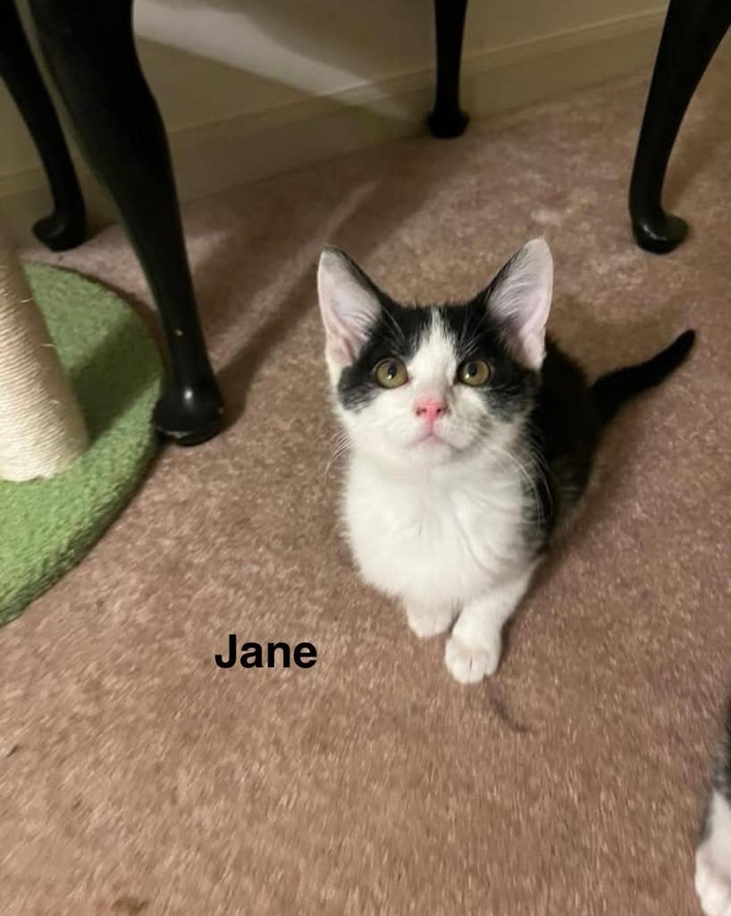 Enlarge Jane, a Adoptable mixed breed in Libertyville, IL image 1/1