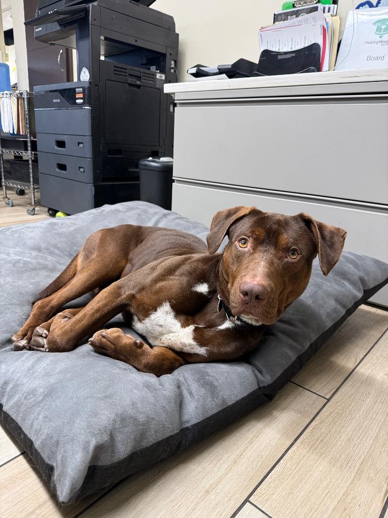 Bentley, Adoptable, Adult Male Labrador Retriever.