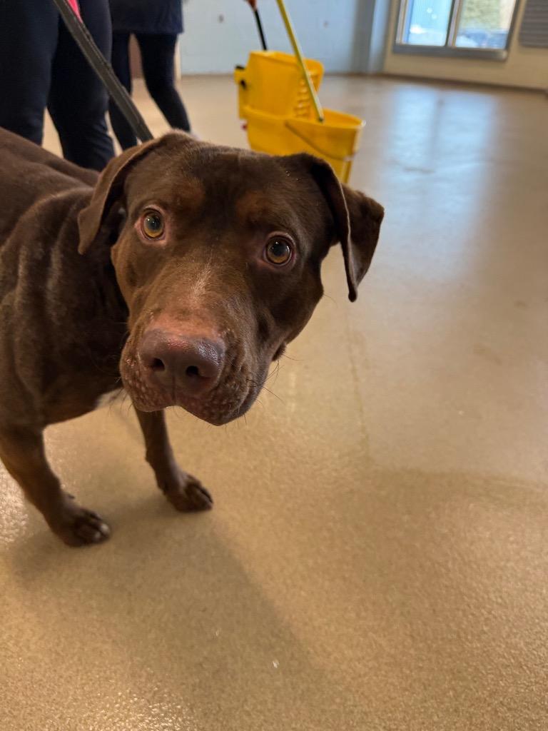 Enlarge Bentley, a Adoptable mixed breed in North Syracuse, NY image 1/6