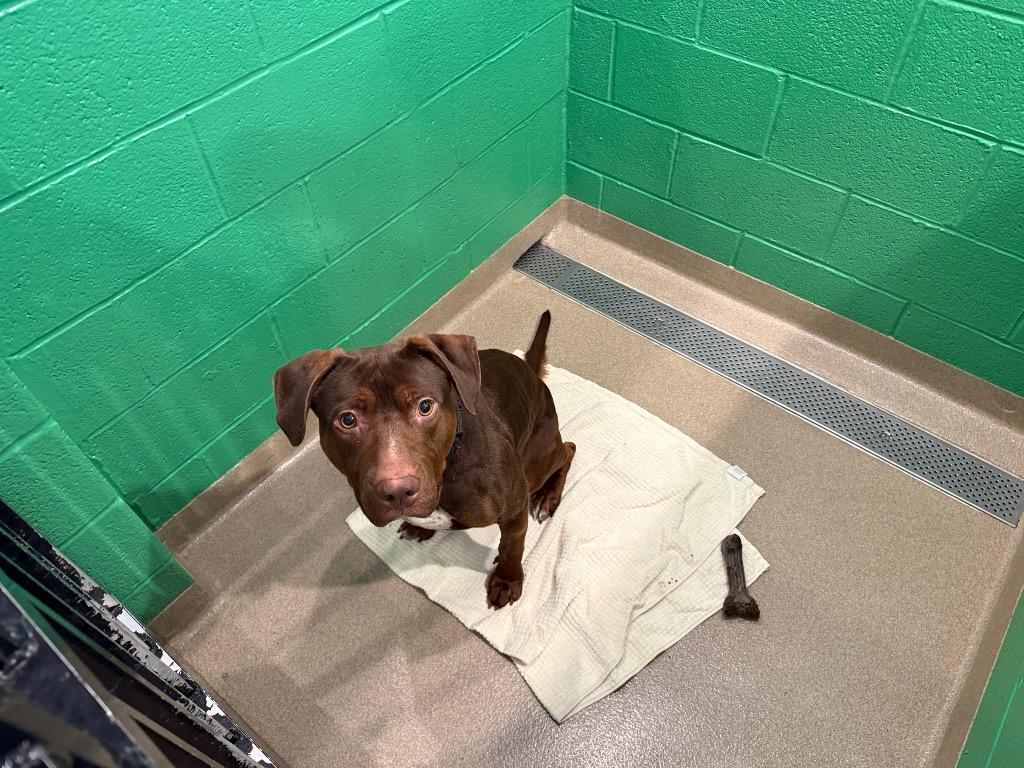 Enlarge Bentley, a Adoptable mixed breed in North Syracuse, NY image 4/6