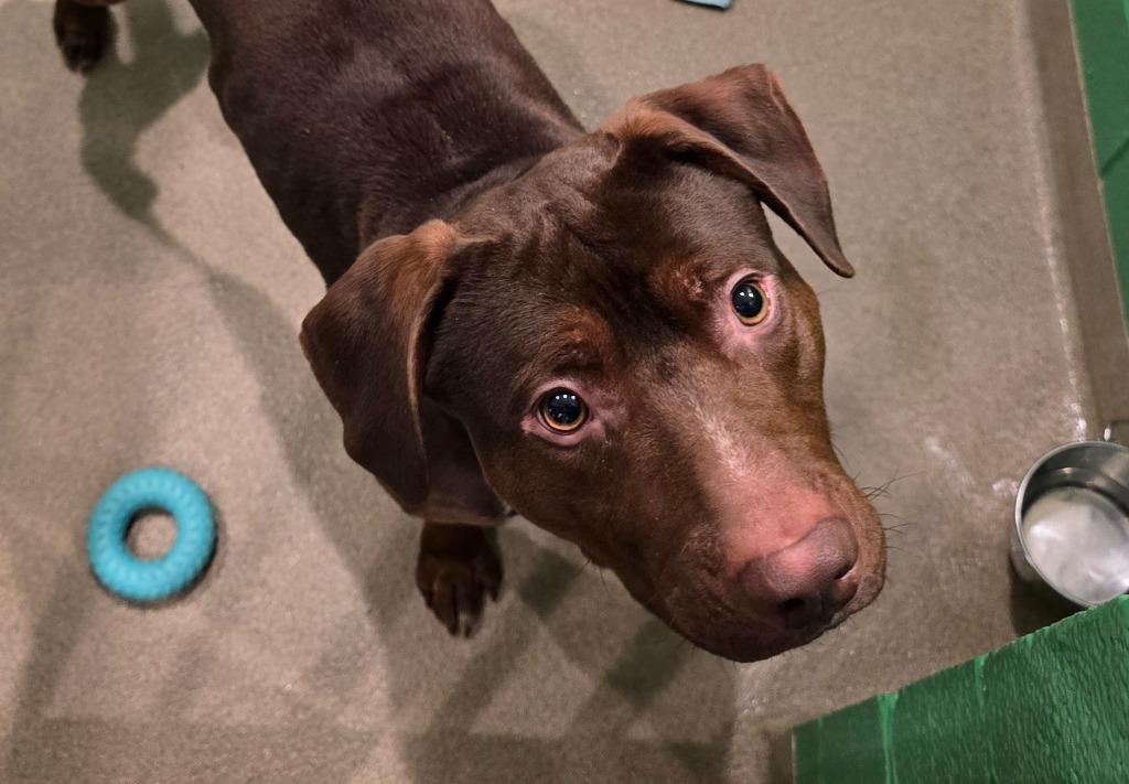 Enlarge Bentley, a Adoptable mixed breed in North Syracuse, NY image 5/6