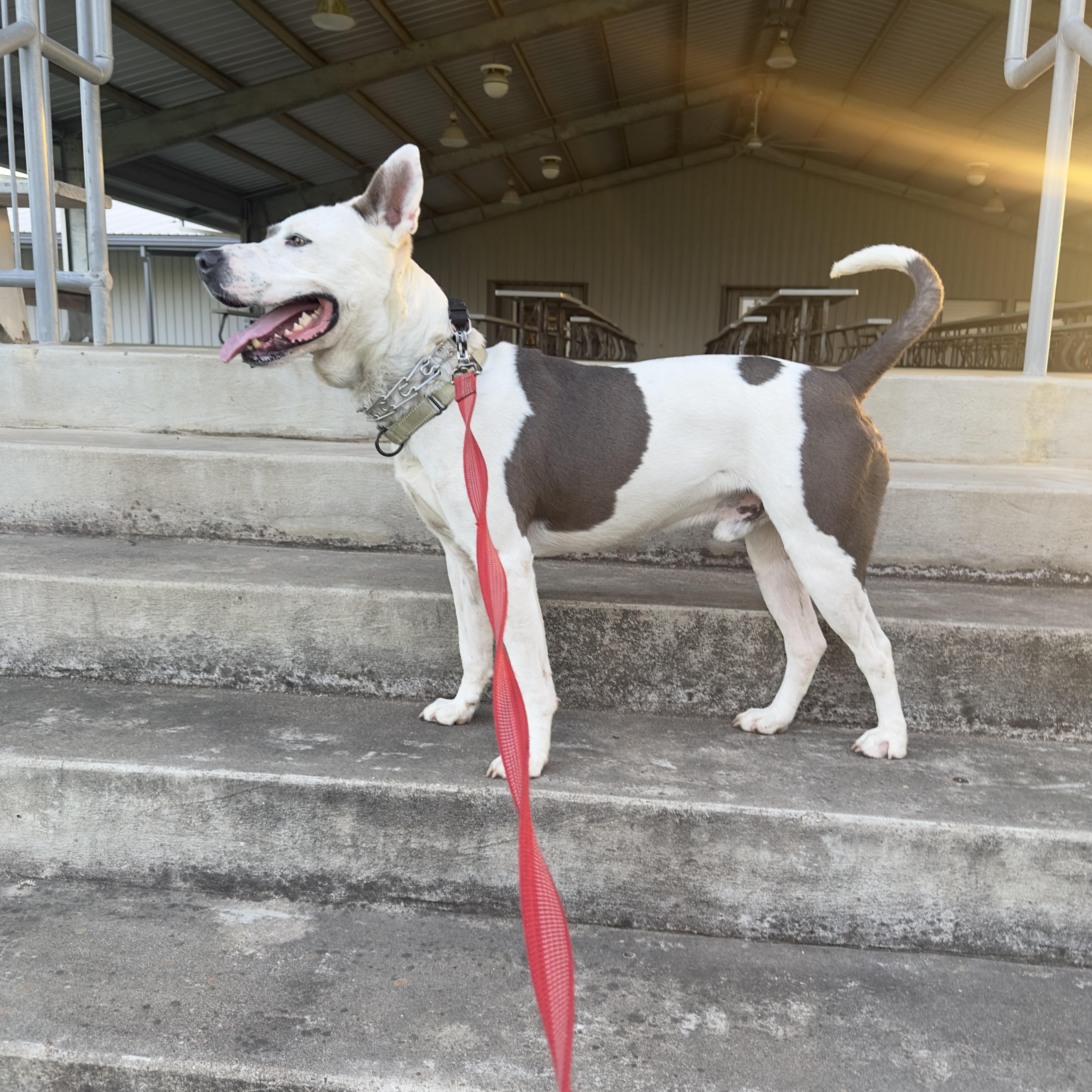 PETE  (Kind, loves humans, great work from home companion, loyal, loving) 4