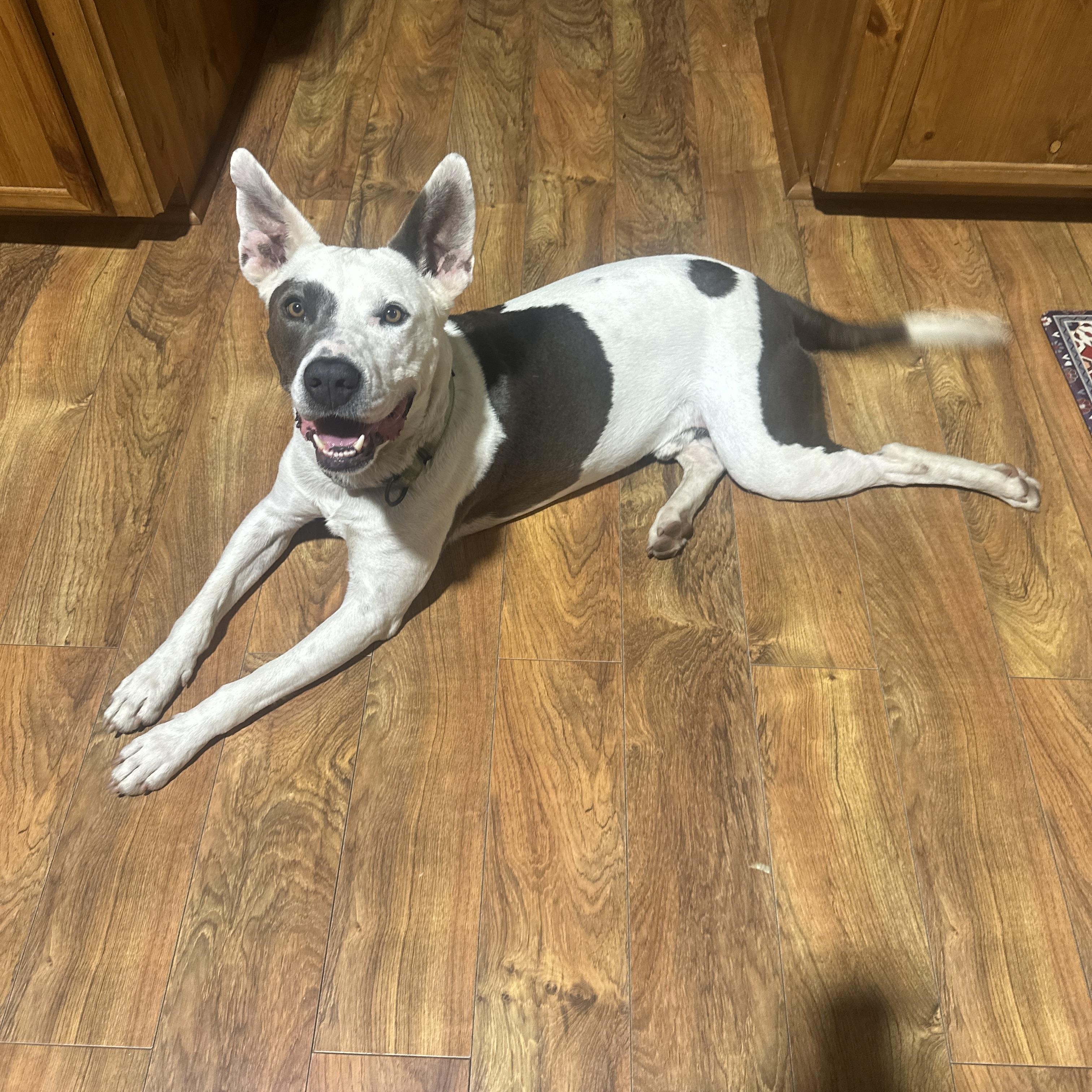 PETE  (Kind, loves humans, great work from home companion, loyal, loving) 1