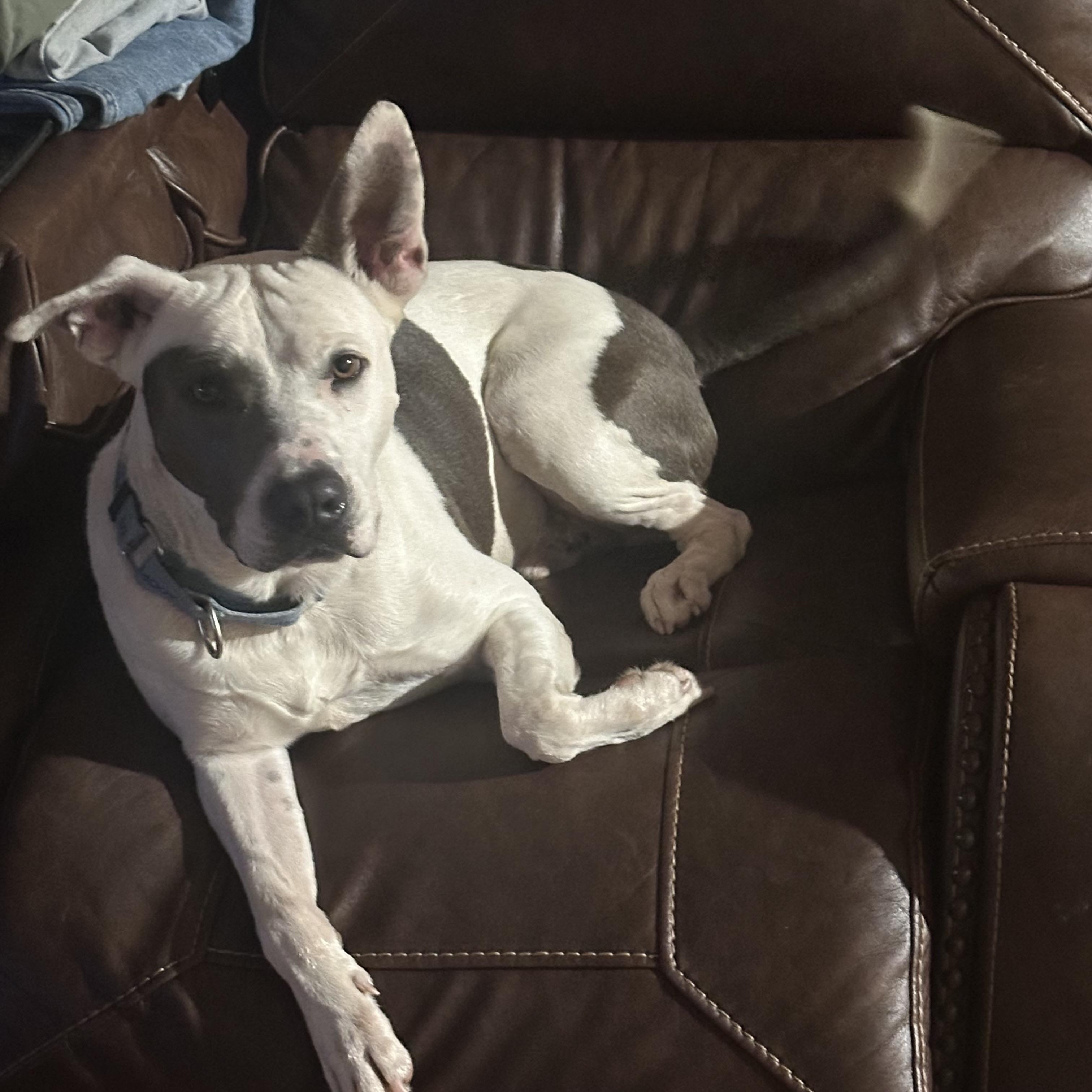 PETE  (Kind, loves humans, great work from home companion, loyal, loving) 2