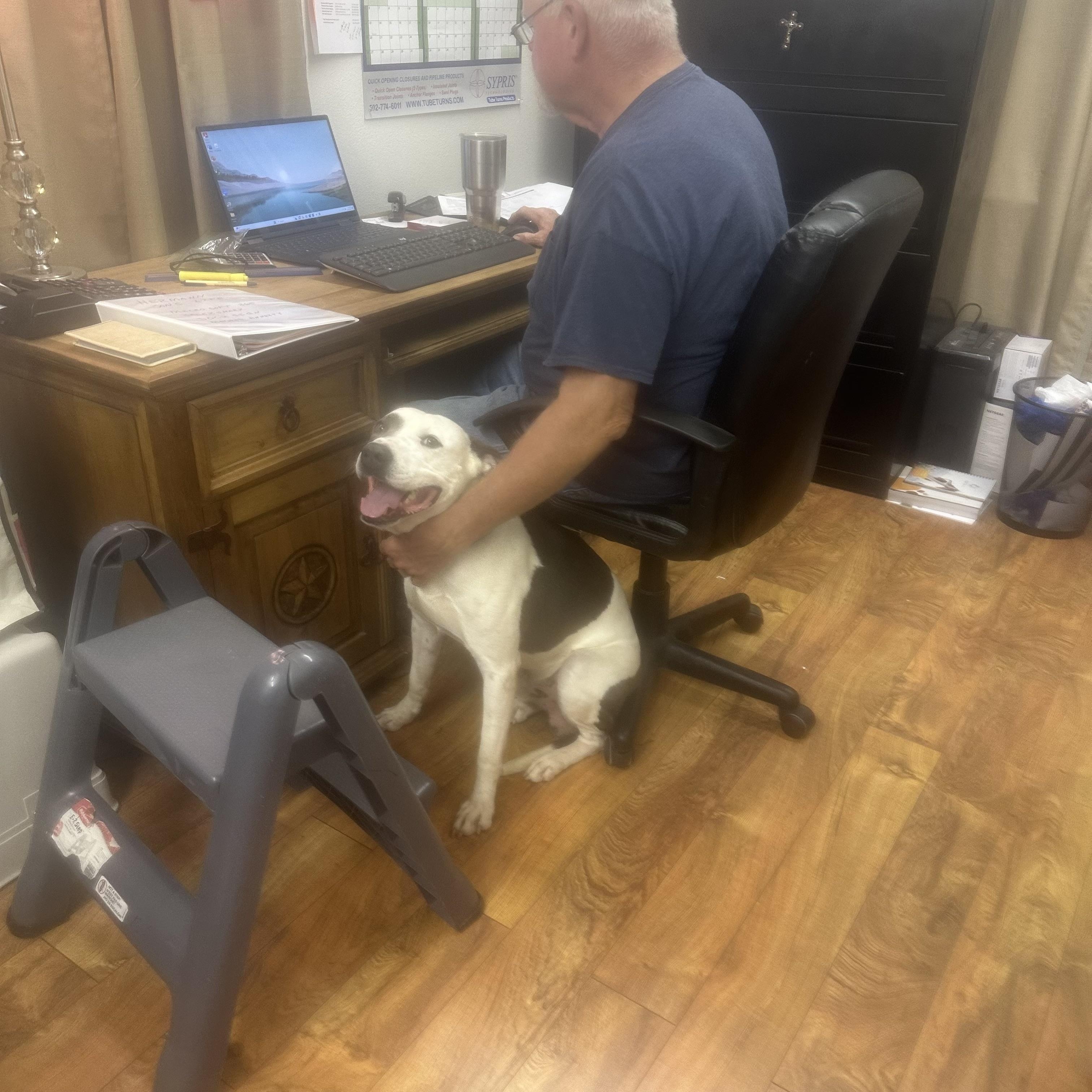 PETE  (Kind, loves humans, great work from home companion, loyal, loving) 5