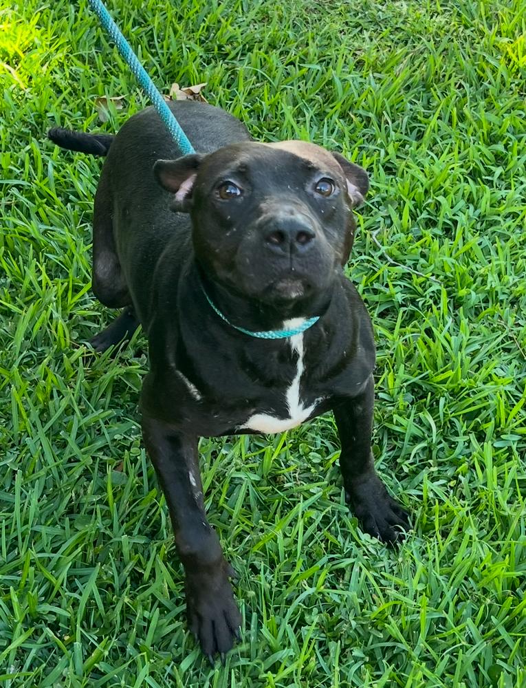Ziggie BAC-A-4206 π, Adoptable, Young Male Pit Bull Terrier.