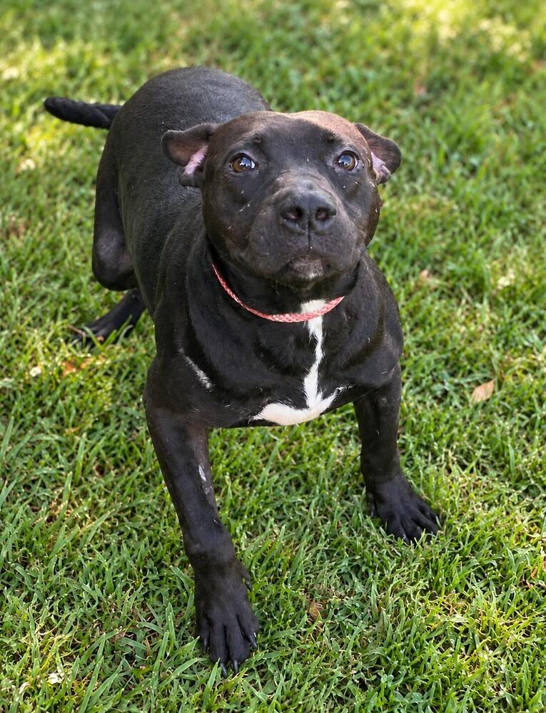 Ziggie BAC-A-4206 💜, Adoptable, Young Male Pit Bull Terrier.