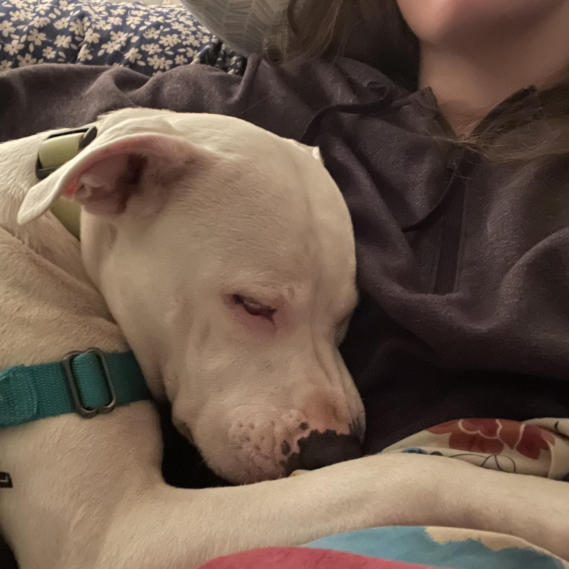 Orla, a Adoptable Mixed Breed in Clyde, NC image 5/6