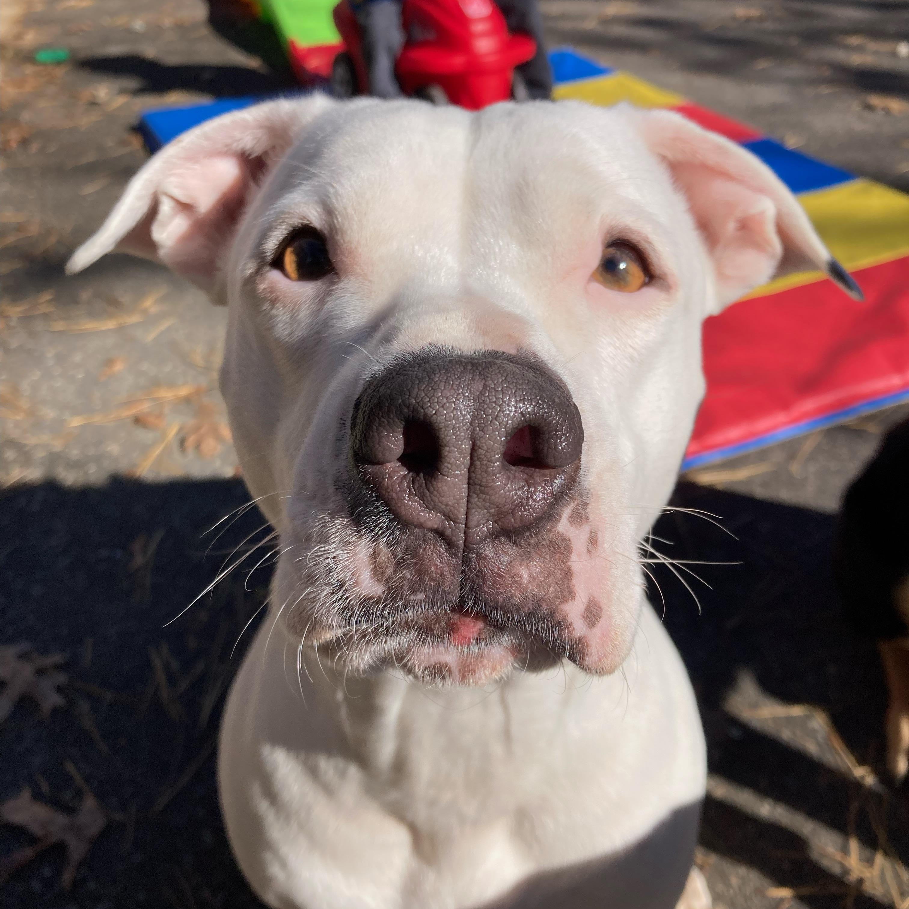 Orla, a Adoptable Mixed Breed in Clyde, NC image 4/6
