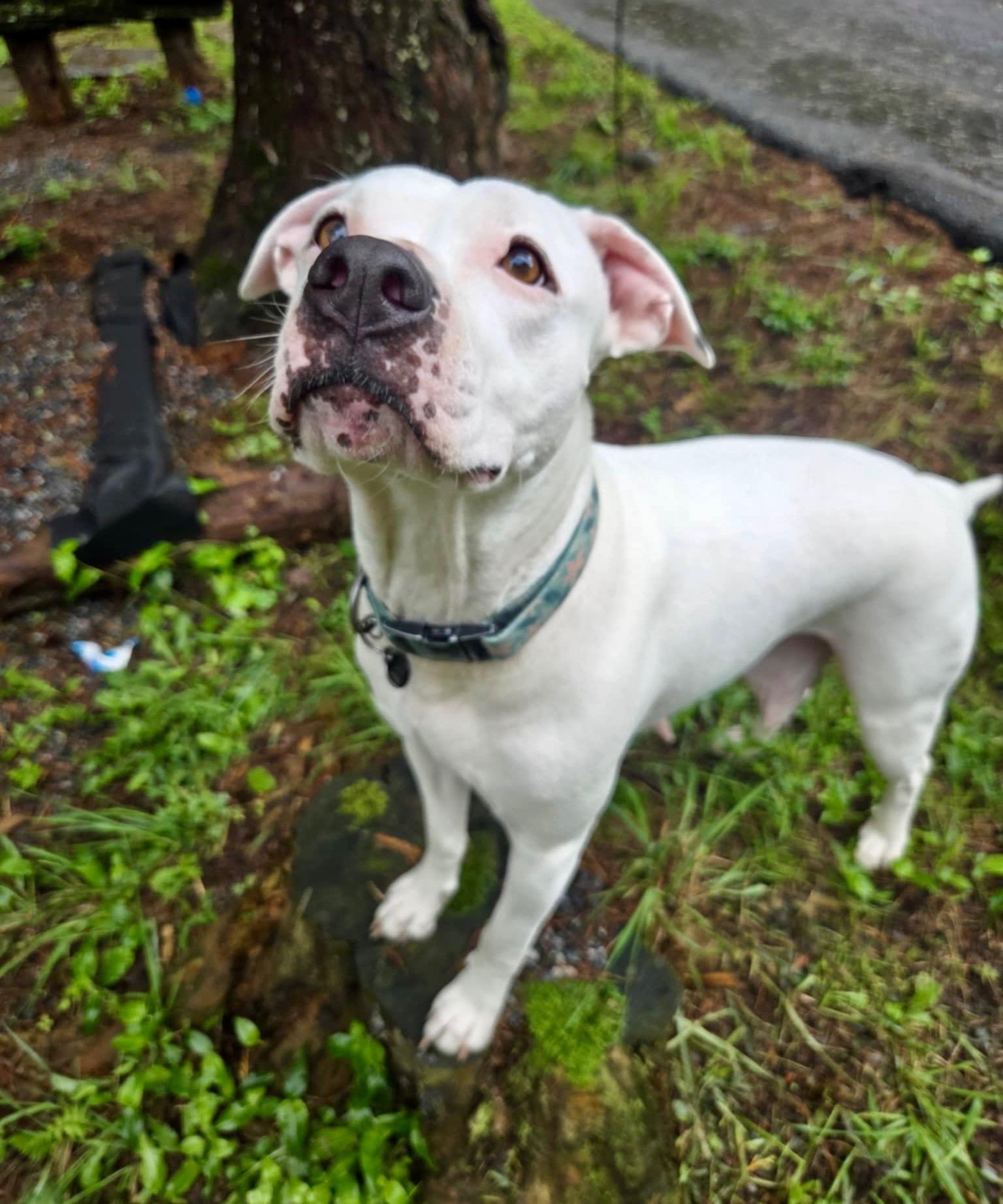 Orla, a Adoptable Mixed Breed in Clyde, NC image 1/6