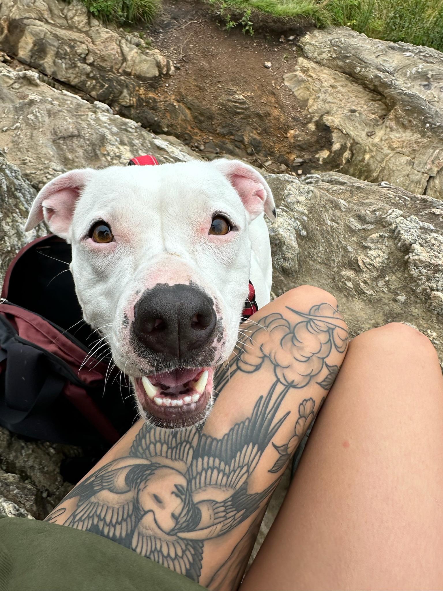 Orla, a Adoptable Mixed Breed in Clyde, NC image 2/6