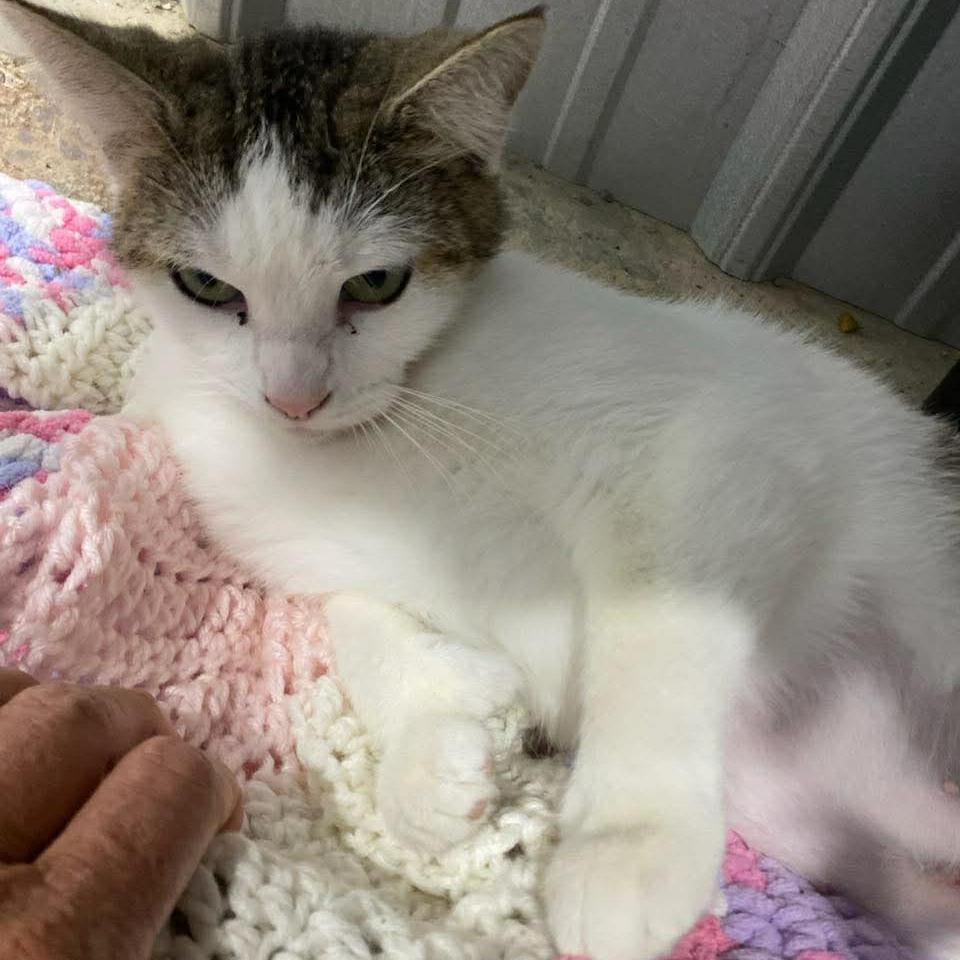 Amy, a Adoptable Domestic Short Hair in Washington, DC image 1/5