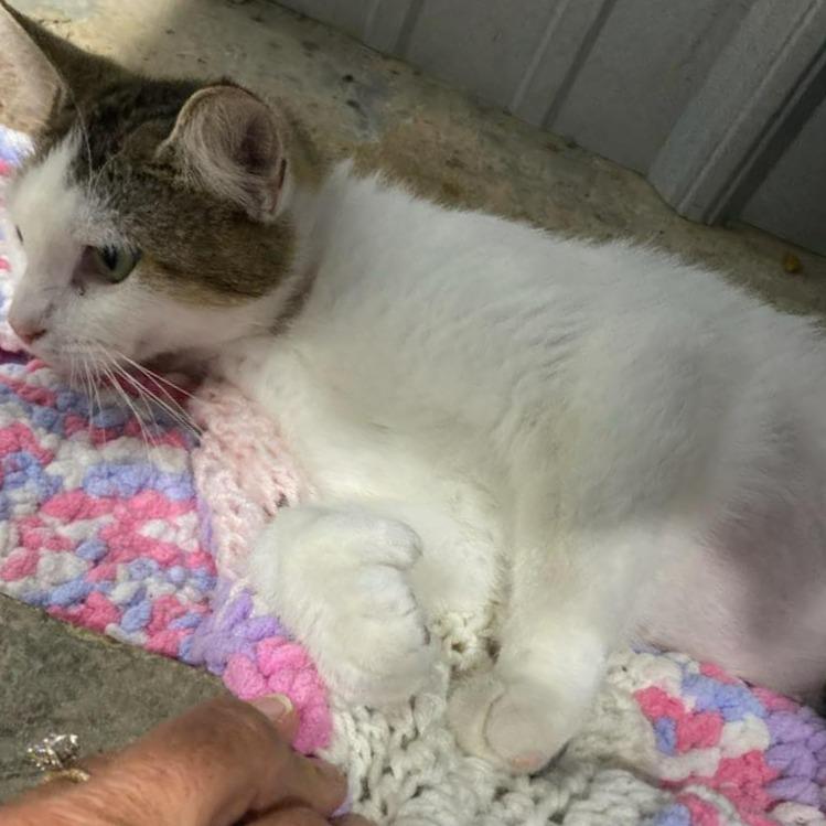 Amy, a Adoptable Domestic Short Hair in Washington, DC image 3/5