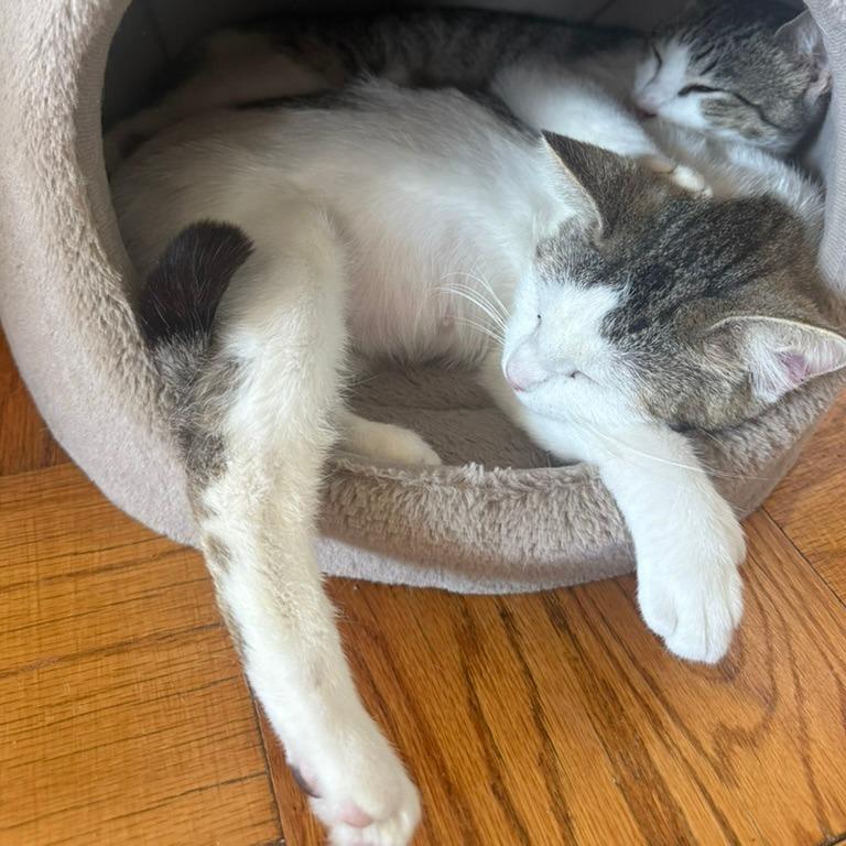 Amy, a Adoptable Domestic Short Hair in Washington, DC image 5/5