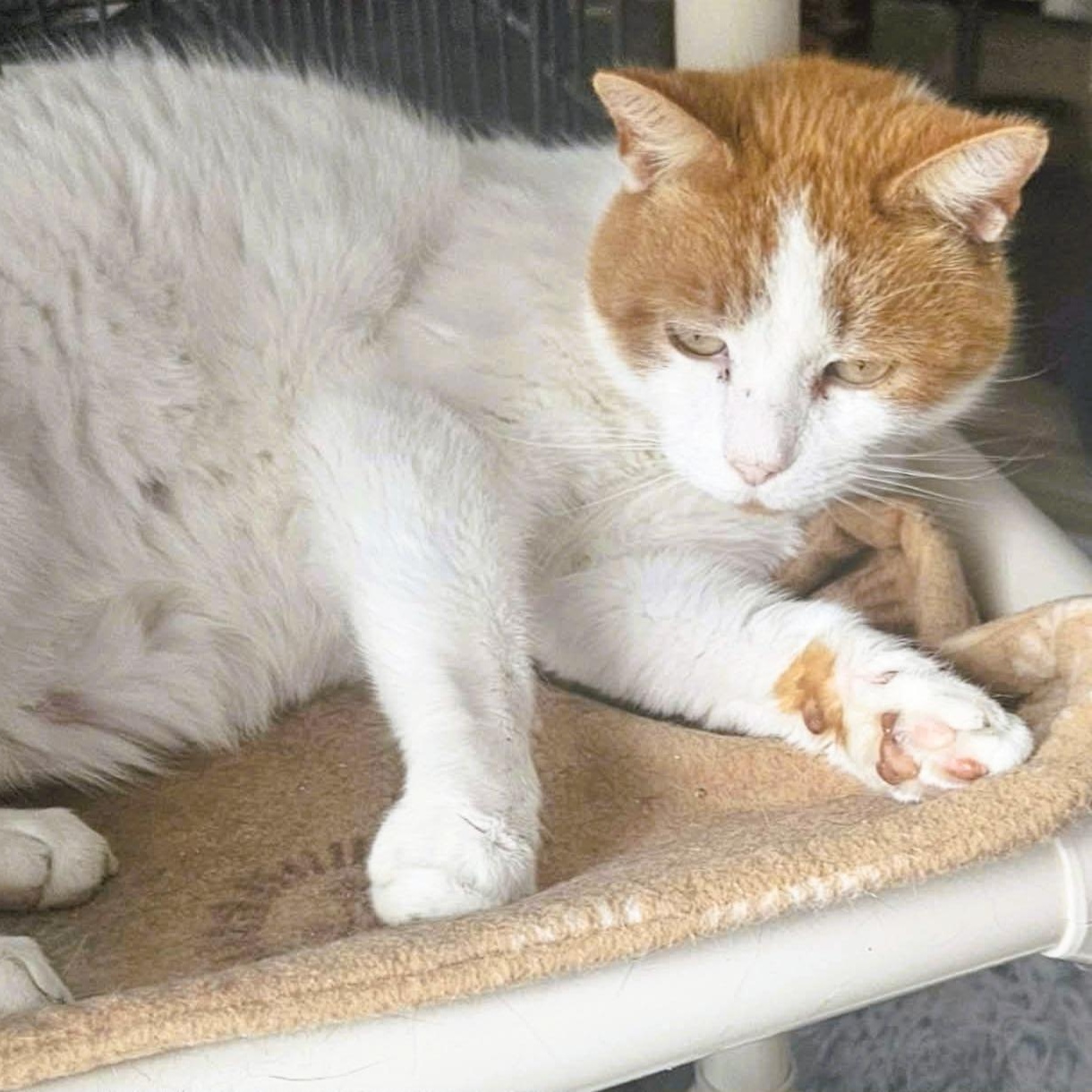 Bogart (He Believes in Love), adopted, Adult Male Domestic Short Hair.