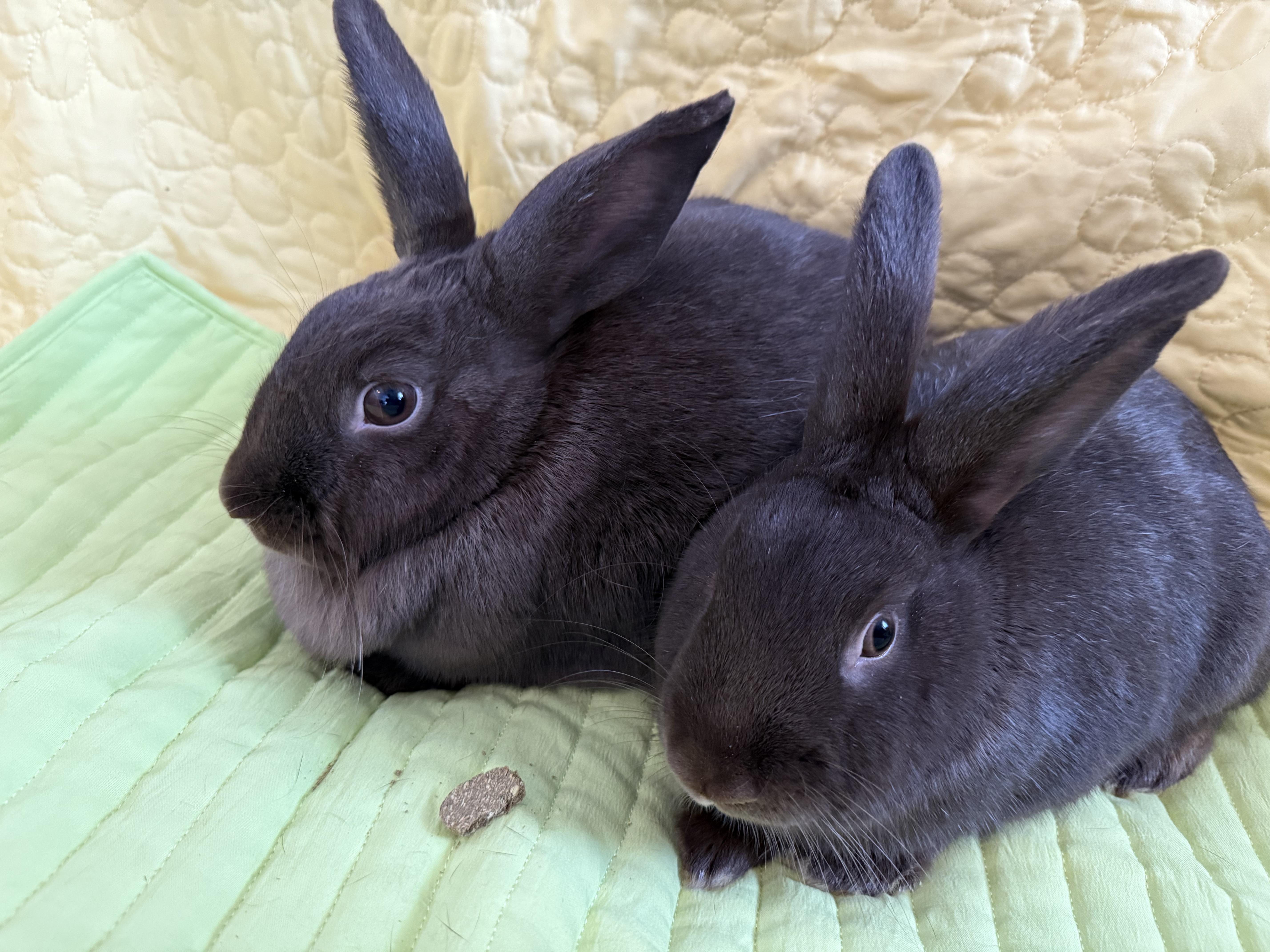 Enlarge Firework and her babies , a ADOPTABLE New Zealand in St. Charles, MO image 3/6