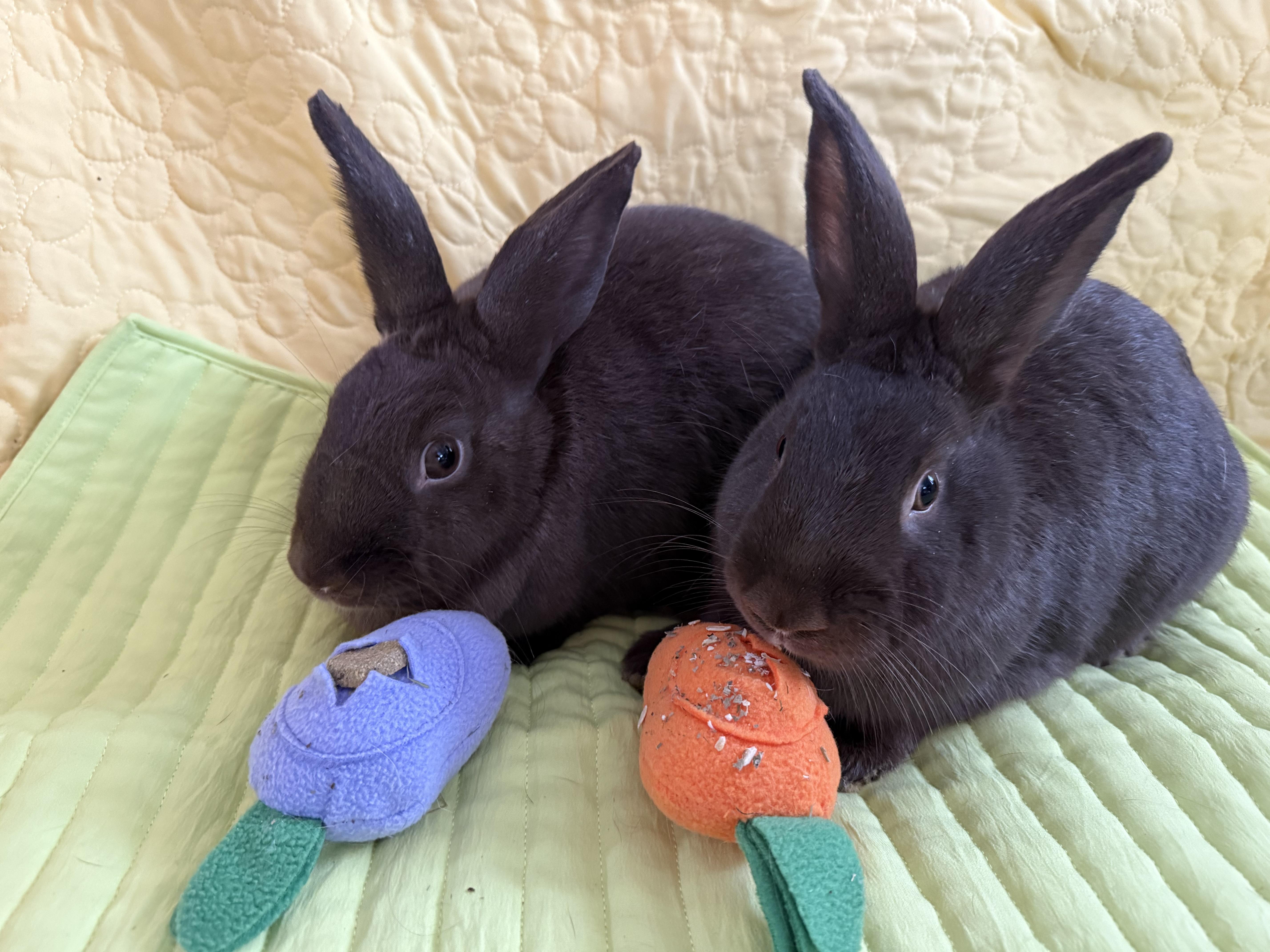 Enlarge Firework and her babies , a ADOPTABLE New Zealand in St. Charles, MO image 5/6