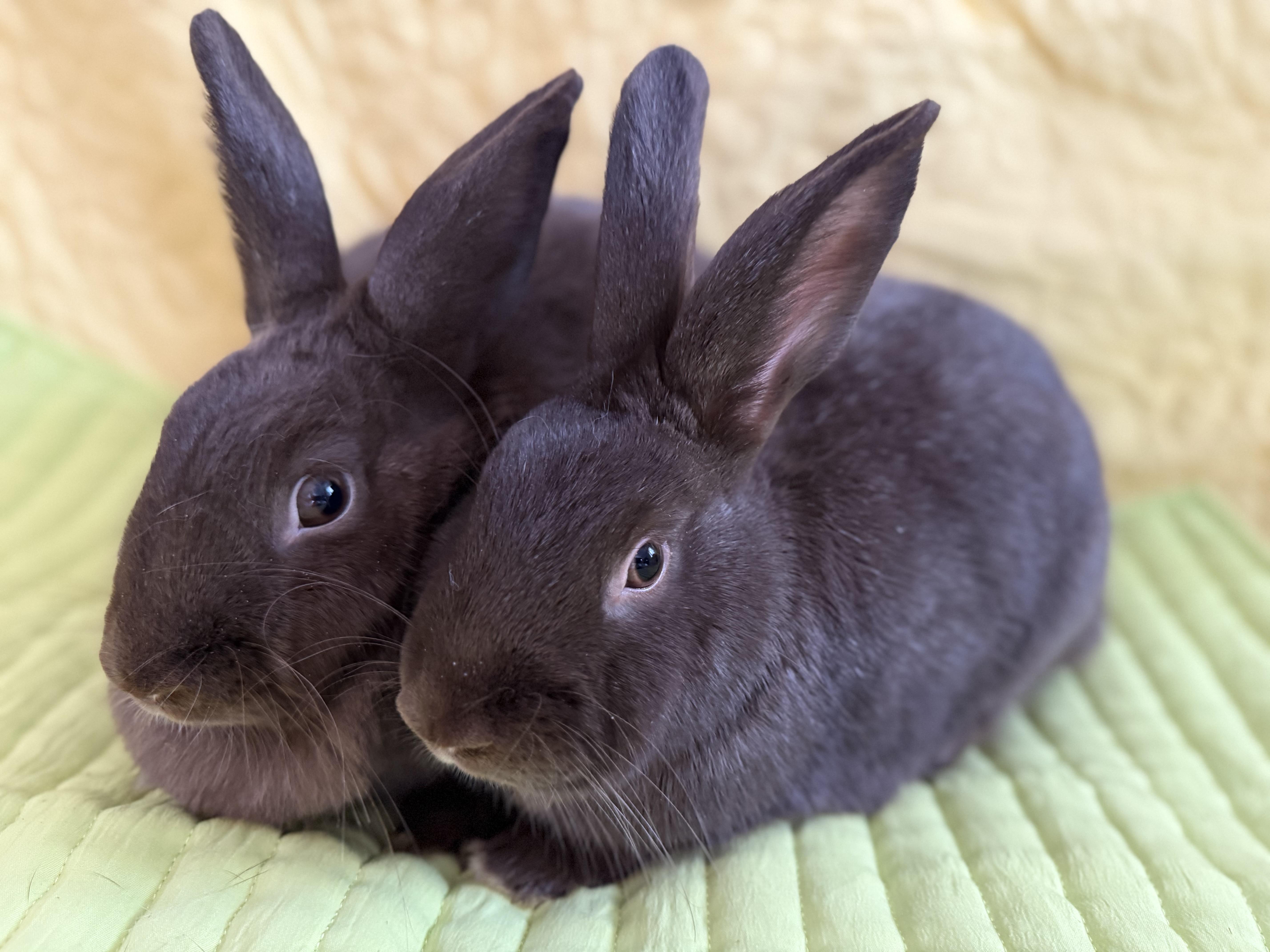 Enlarge Firework and her babies , a ADOPTABLE New Zealand in St. Charles, MO image 1/6