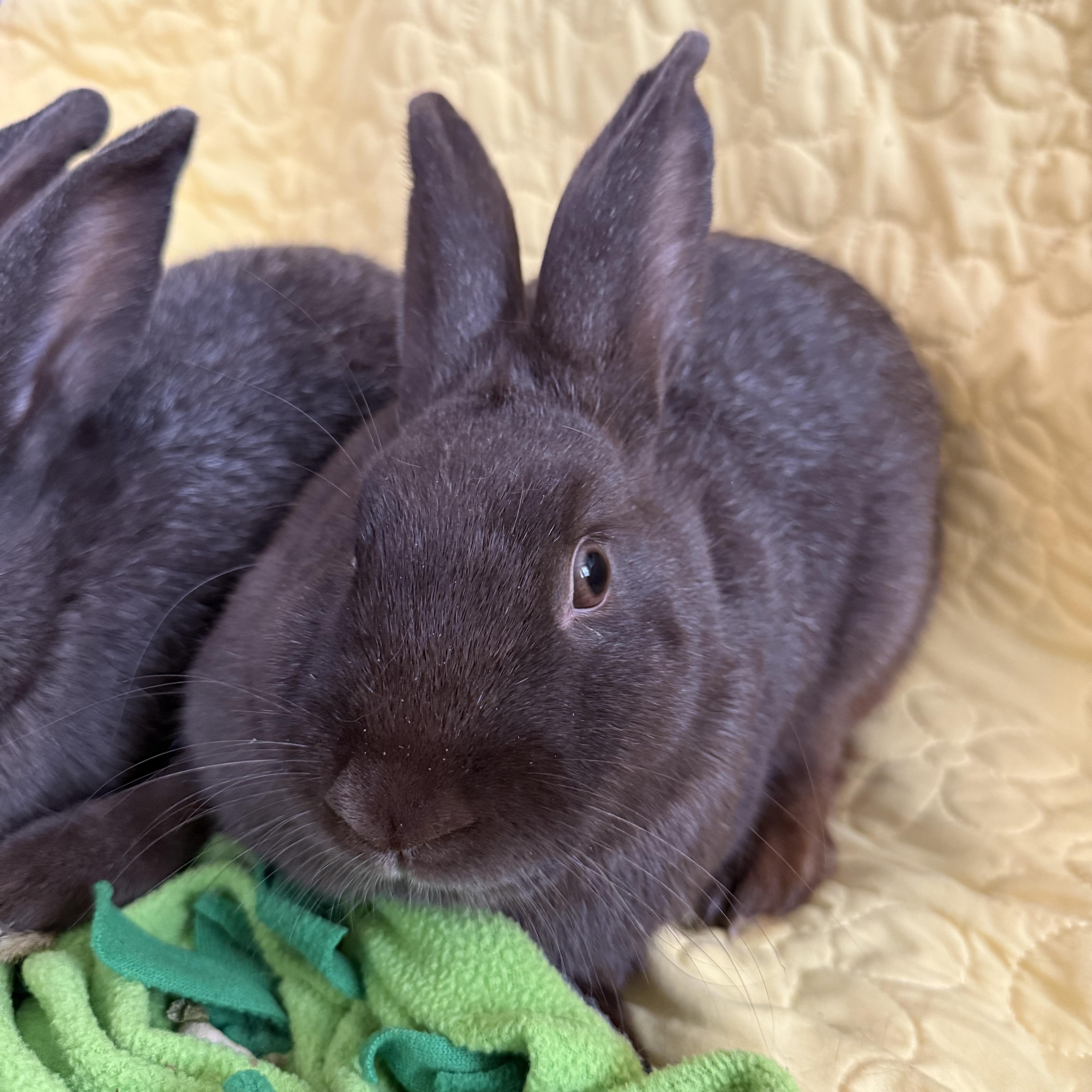 Enlarge Firework and her babies , a ADOPTABLE New Zealand in St. Charles, MO image 6/6