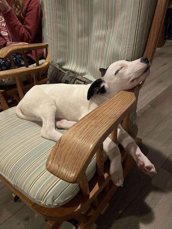 Ripley, a Adoptable mixed breed in Alma, WI image 1/6