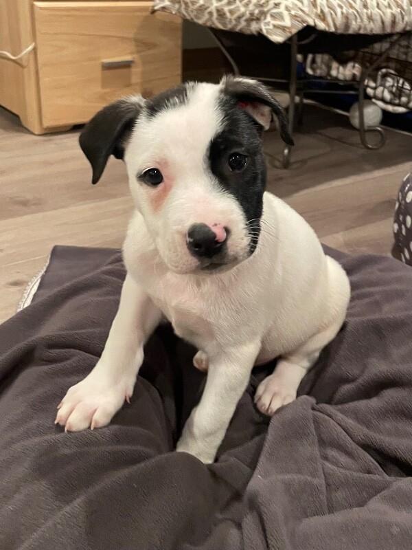 Ripley, a Adoptable mixed breed in Alma, WI image 1/6