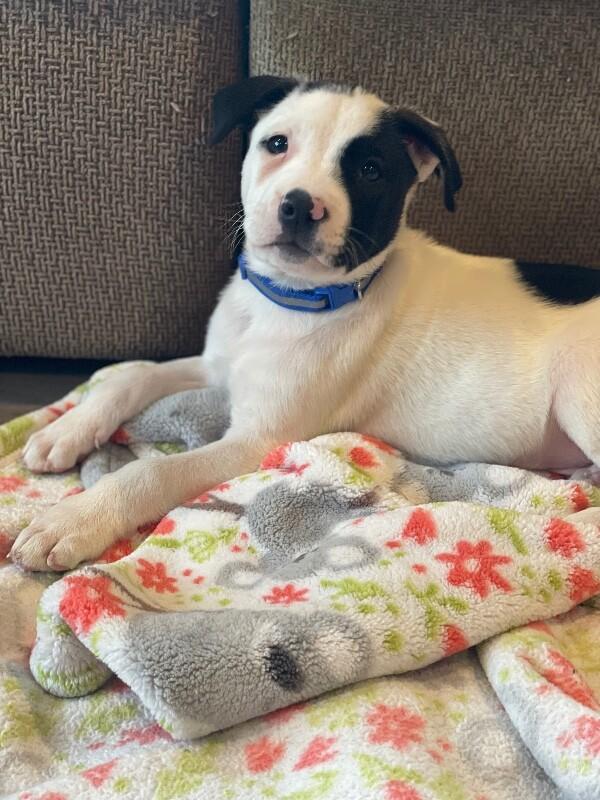 Ripley, a Adoptable mixed breed in Alma, WI image 2/6