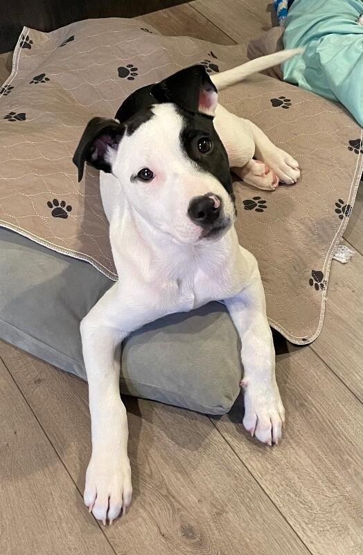 Ripley, a Adoptable mixed breed in Alma, WI image 3/6