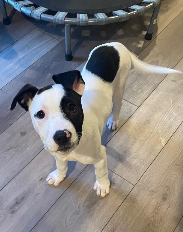 Ripley, a Adoptable mixed breed in Alma, WI image 4/6