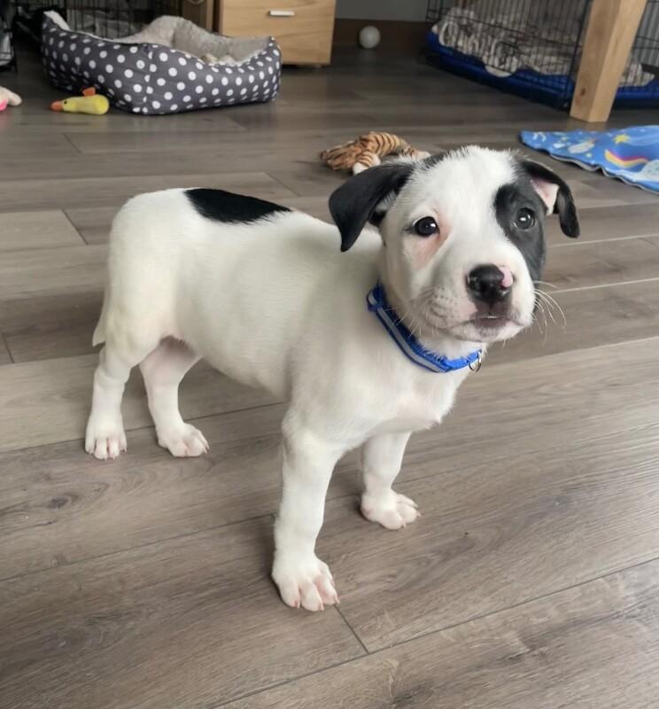 Ripley, a Adoptable mixed breed in Alma, WI image 3/6