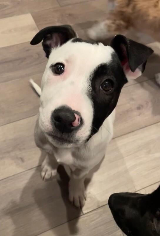 Ripley, a Adoptable mixed breed in Alma, WI image 5/6