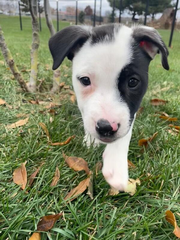 Ripley, a Adoptable mixed breed in Alma, WI image 4/6