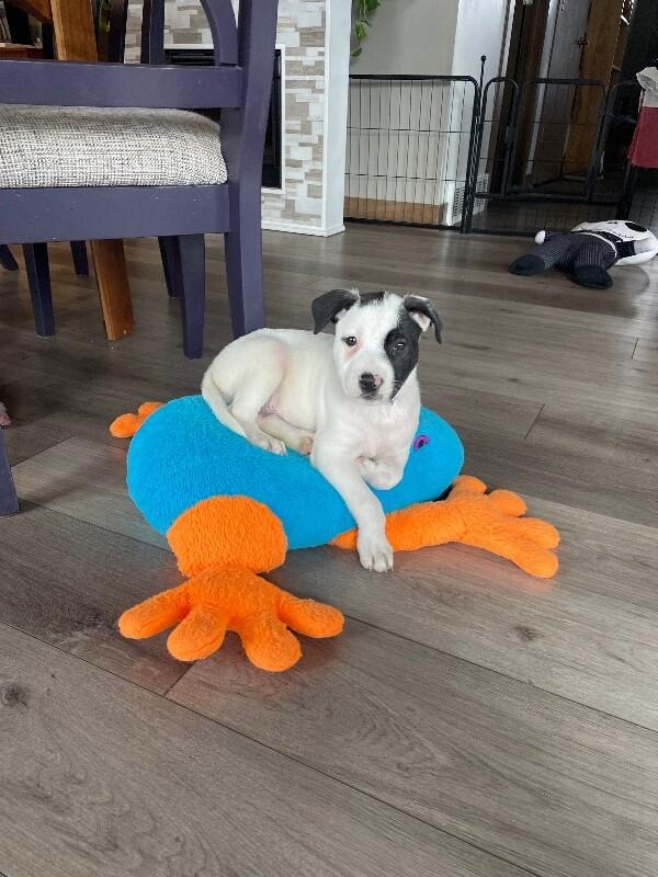 Ripley, a Adoptable mixed breed in Alma, WI image 5/6