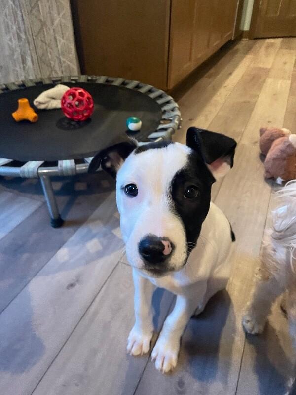 Ripley, a Adoptable mixed breed in Alma, WI image 6/6