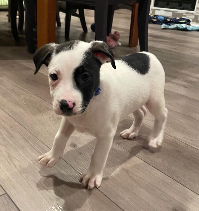 Ripley, a Adoptable mixed breed in Alma, WI image 6/6