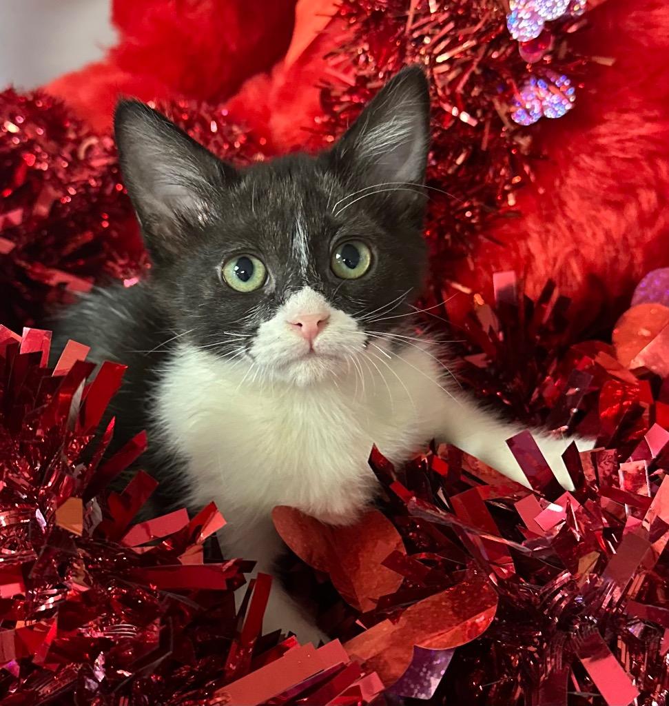 Enlarge 12/9/25 Janice, a Adoptable mixed breed in Stillwater, OK image 1/1