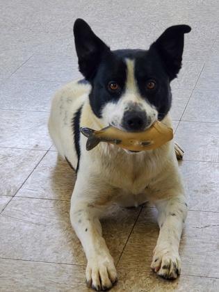 Enlarge Bogart, a Adoptable mixed breed in Columbia City, IN image 2/4