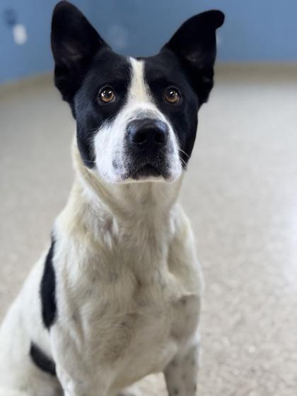 Enlarge Bogart, a Adoptable mixed breed in Columbia City, IN image 3/6