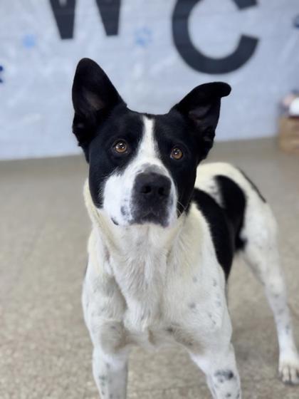 Enlarge Bogart, a Adoptable mixed breed in Columbia City, IN image 5/6