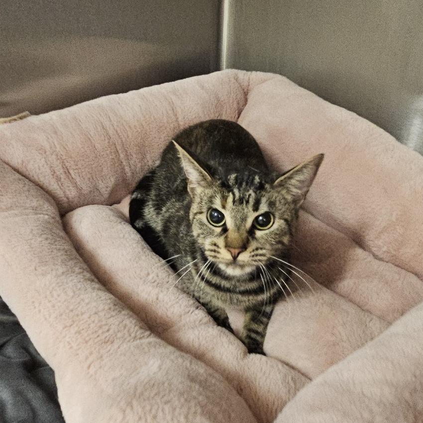 Apples, Adoptable, Young Female Domestic Short Hair.