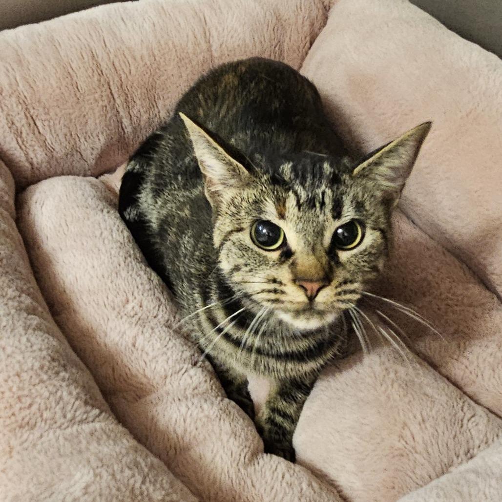 Enlarge Apples, a Adoptable Domestic Short Hair in Waldorf, MD image 3/3