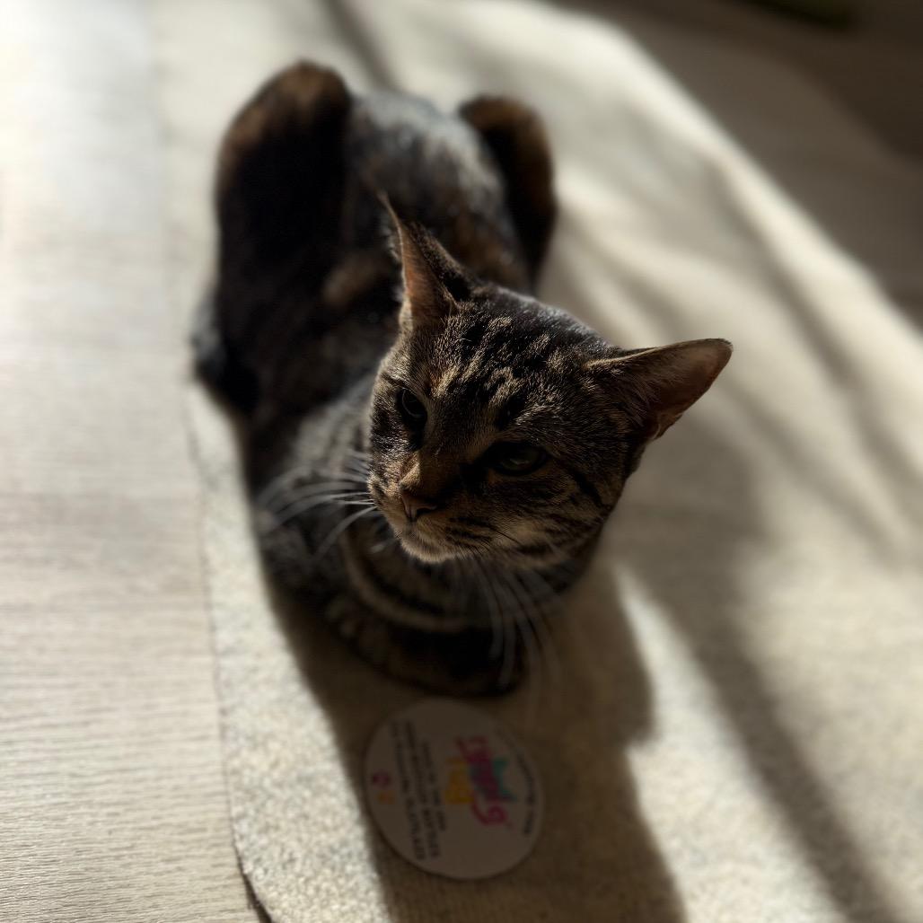 Enlarge Apples, a Adoptable mixed breed in Waldorf, MD image 4/6