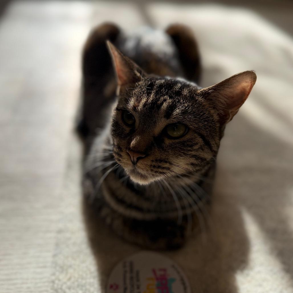 Enlarge Apples, a Adoptable mixed breed in Waldorf, MD image 5/6