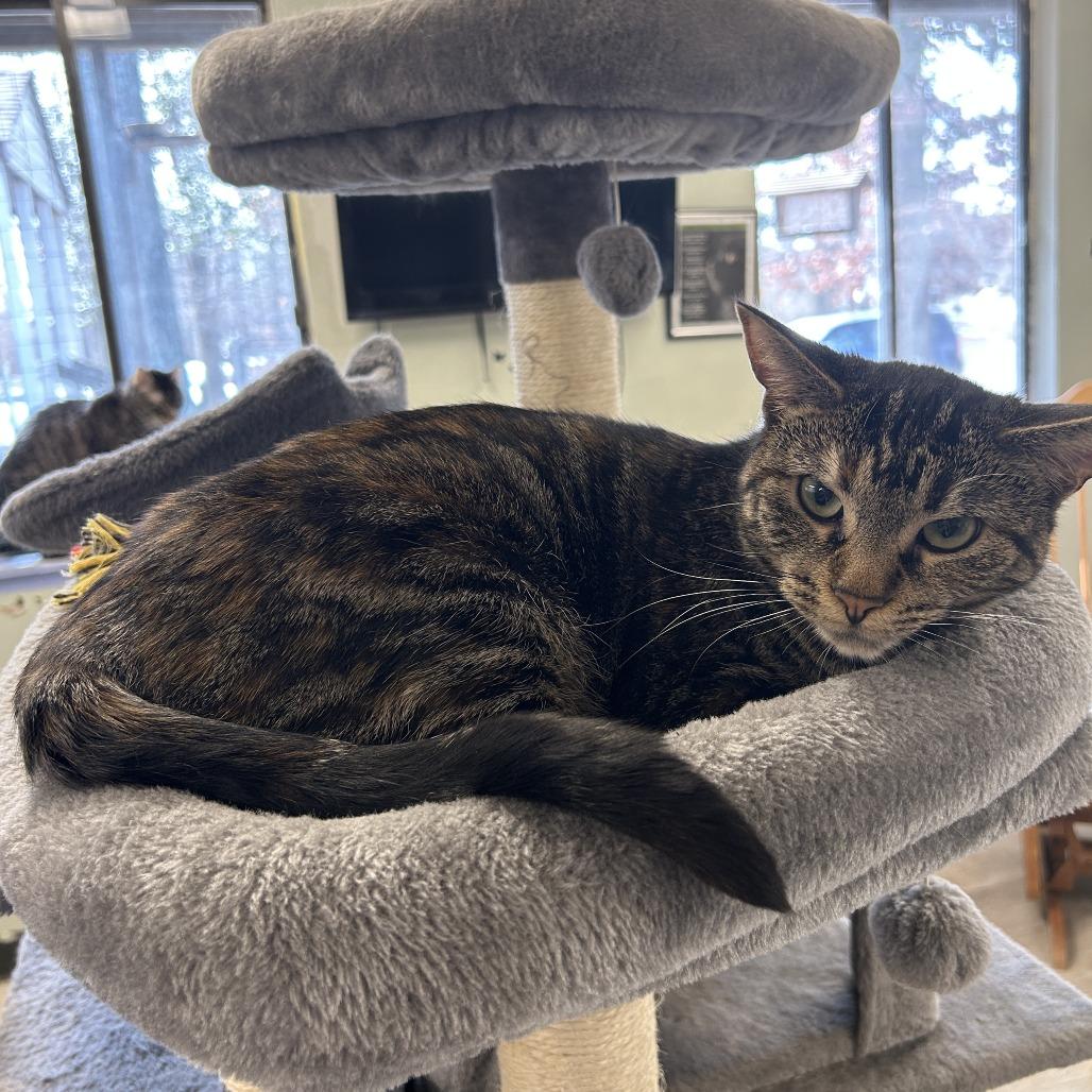 Enlarge Apples, a Adoptable mixed breed in Waldorf, MD image 6/6