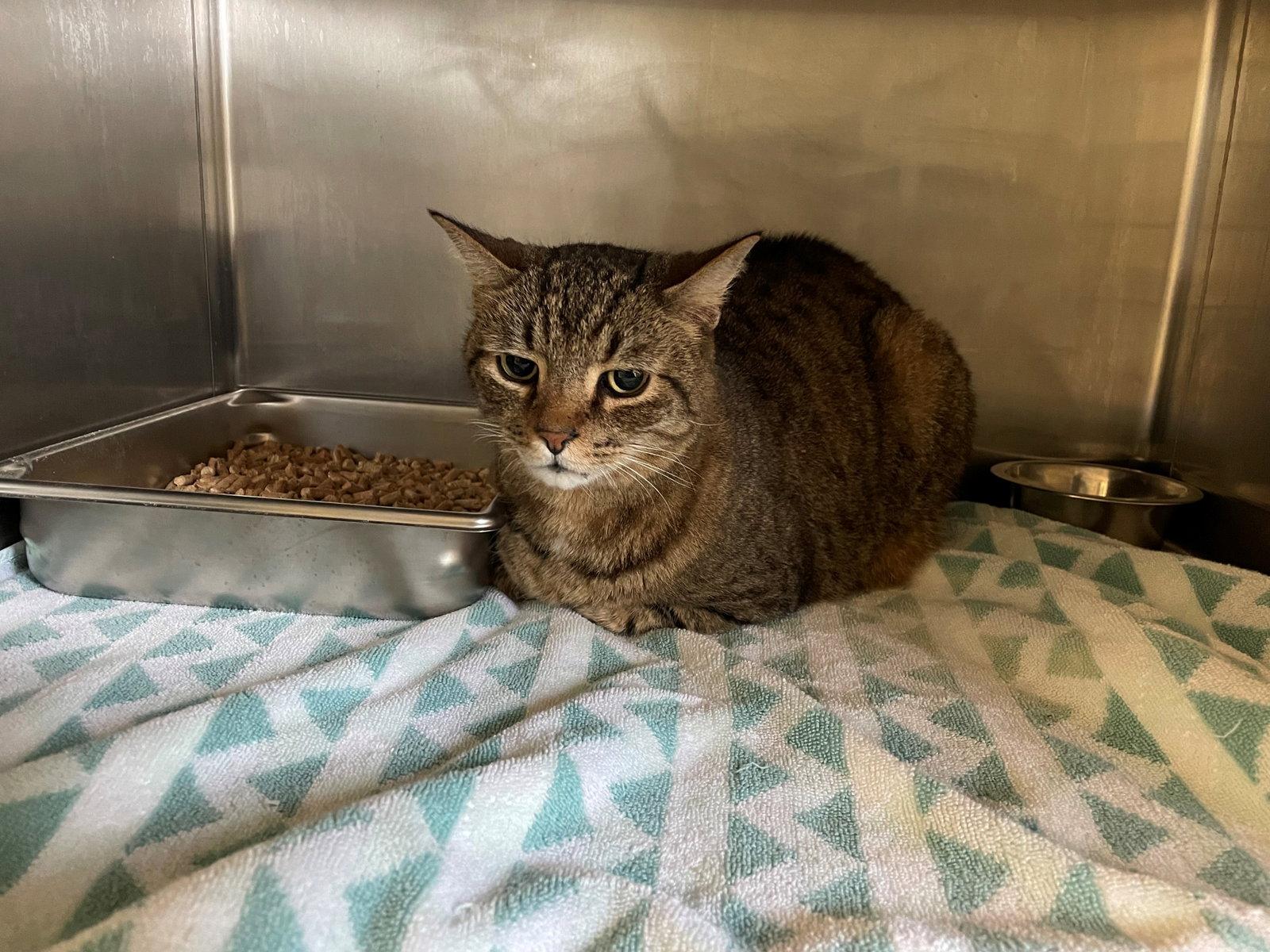 Enlarge Cosmo, a Adopted Domestic Short Hair in Hilton Head Island, SC image 1/1