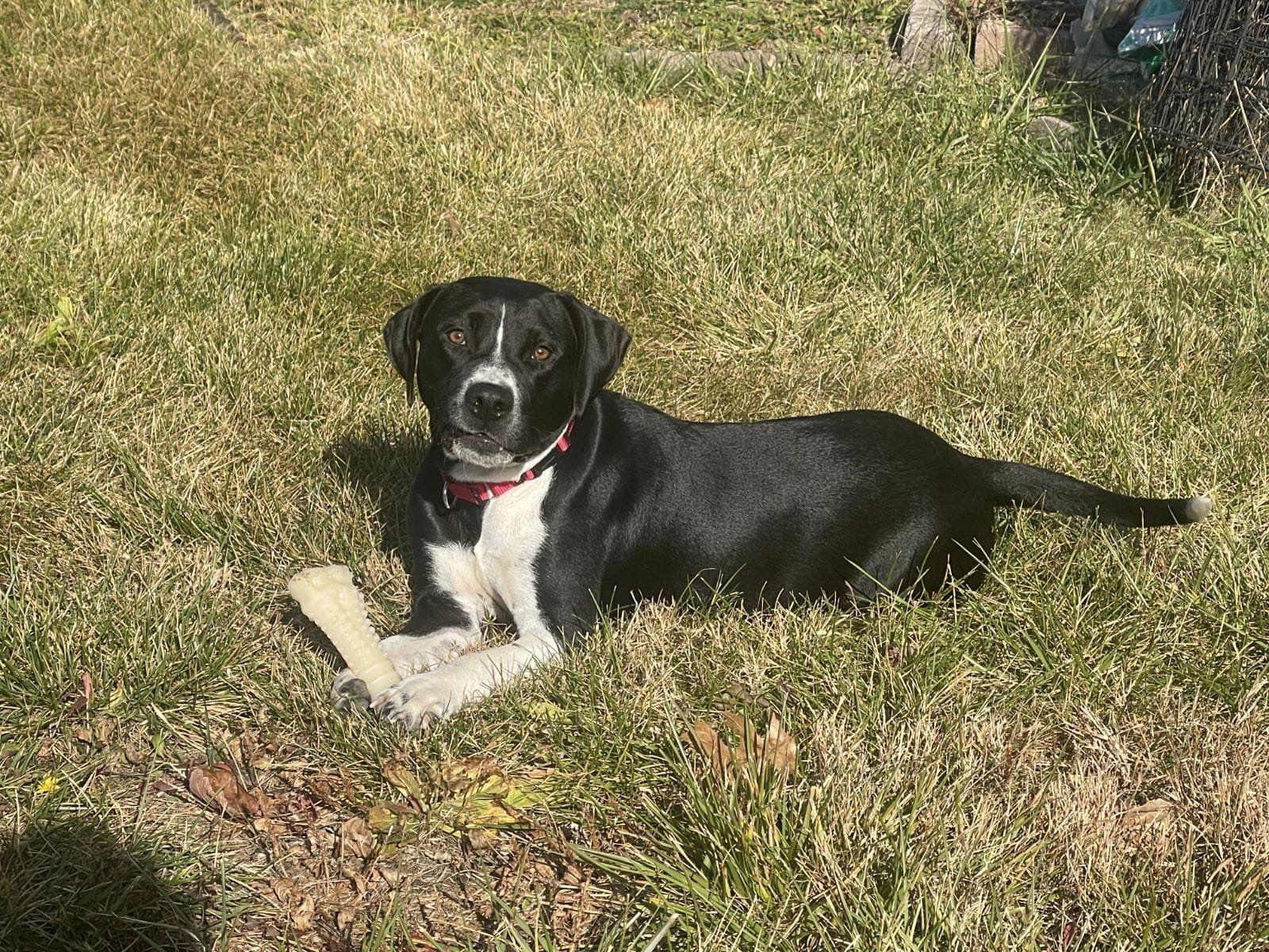 Enlarge Dani, a Adopted Mixed Breed in Nazareth, PA image 1/1