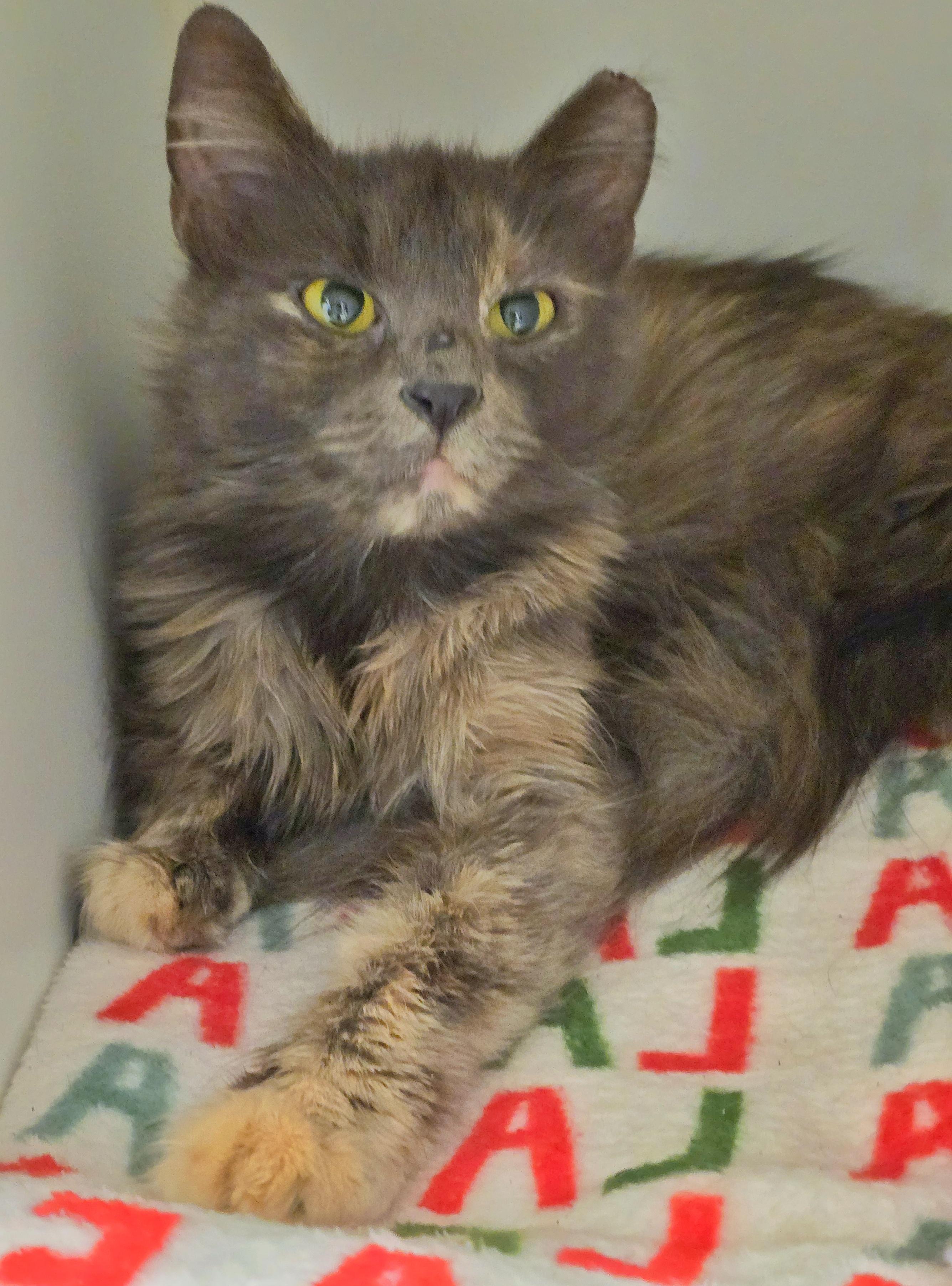 6-27 Lemon, adopted, Adult Female Domestic Short Hair.