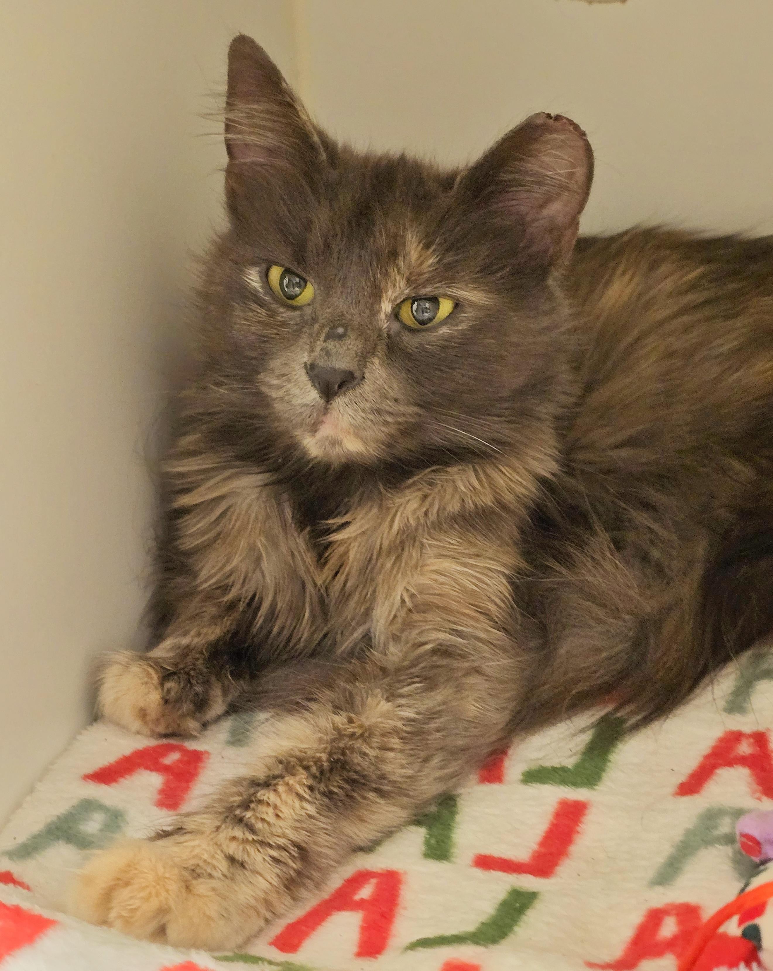 Enlarge 6-27 Lemon, an adopted mixed breed in Amityville, NY image 2/2